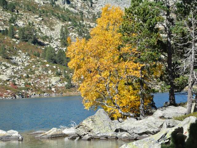 A la découverte de Pandito, l’arbre aux 250 troncs