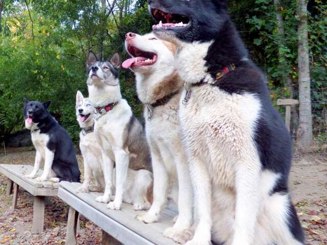 LE REPAIRE DES HUSKYS°