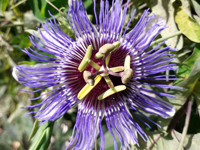 VILLA PASSIFLORA