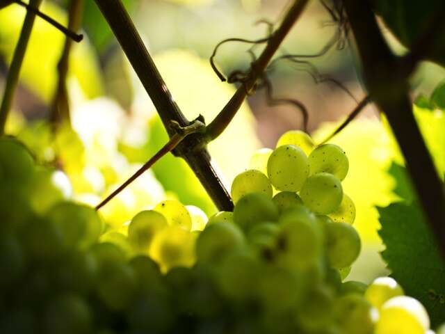 Bourgogne Gold Tour - Beaune