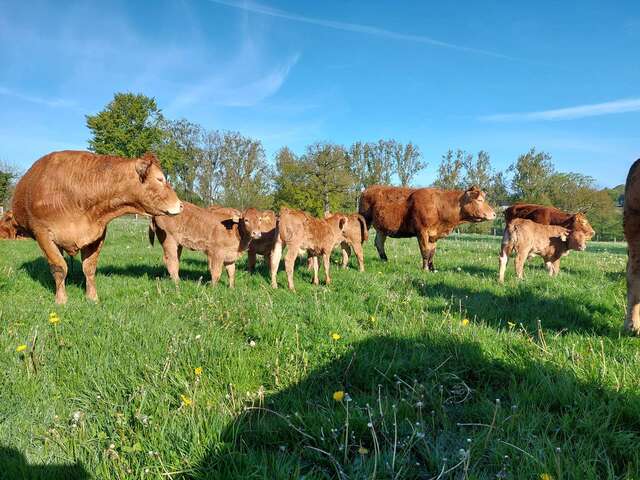 Viande bovine fermière - La Fermélaine