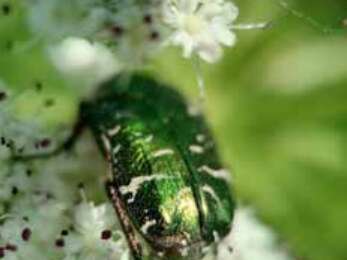 Sortie nature - Abeilles et botanique