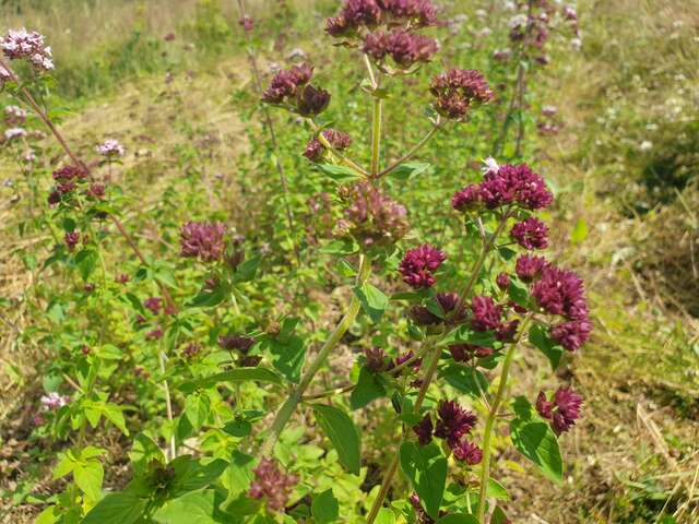 Plantes des Alpes Mancelles