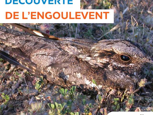 SORTIE NATURE - LPO