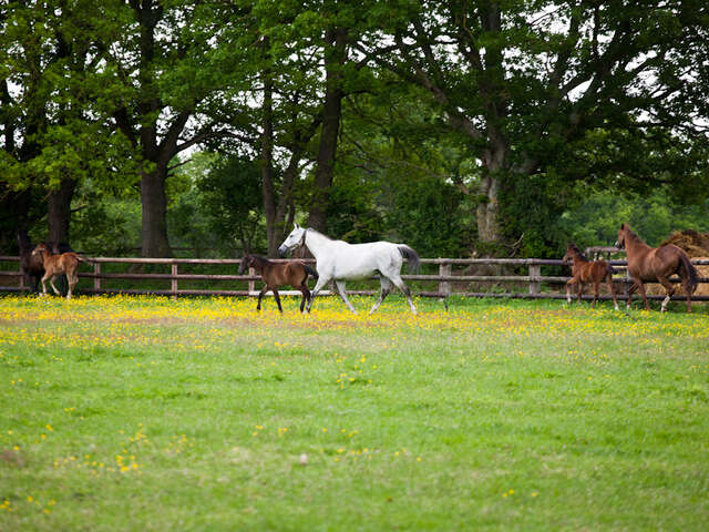 Circuit n°3 : Les haras