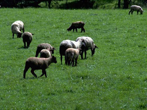 PRODUITS BIO - VIANDE OVINE ET VOLAILLES