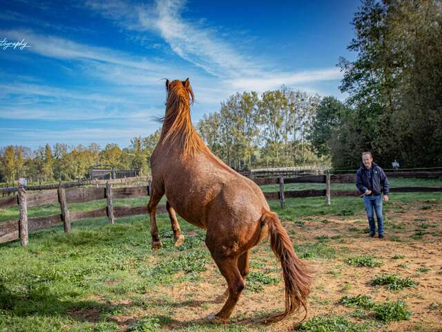 Face à face avec les chevaux