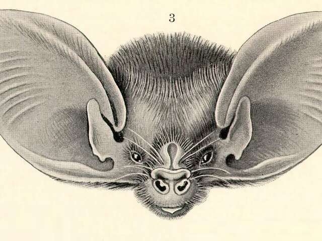 La symphonie des Chauve-Souris