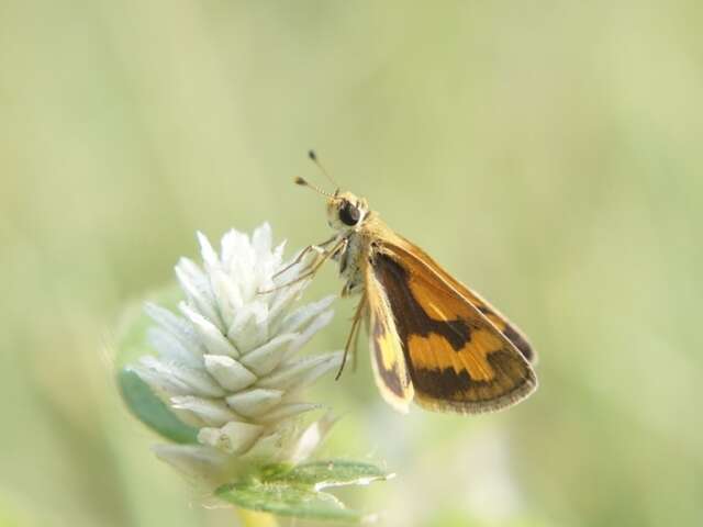 Animation nature - Attrapez-les tous !