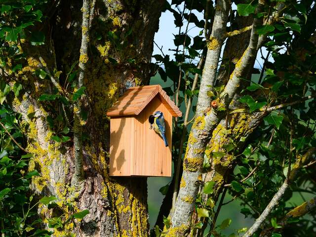 Atelier - Nichoirs à mésanges, abris à chauve-souris et comptage des oiseaux