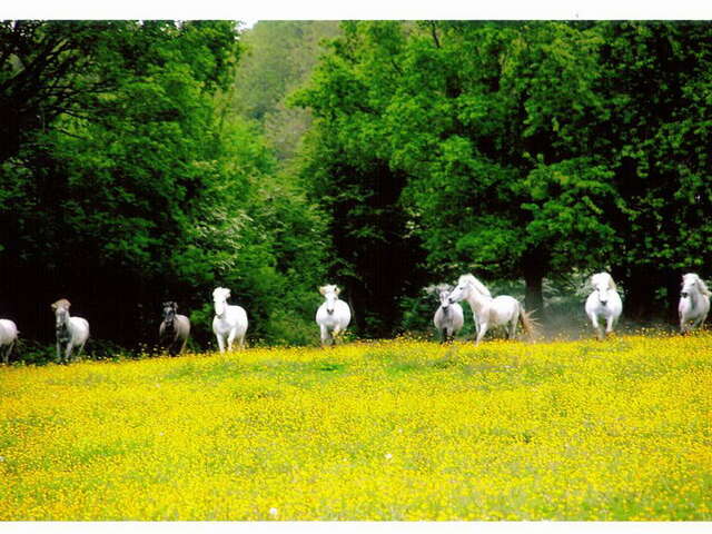 CENTRE EQUESTRE LE ROC AU LOUP