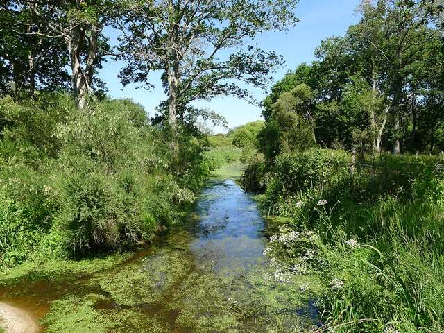LE COLVERT (le vol du colvert)