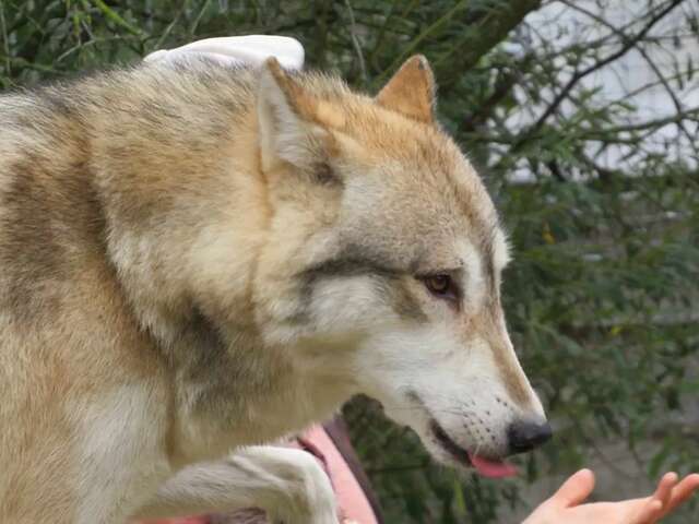 Rencontres pédagogiques animalières
