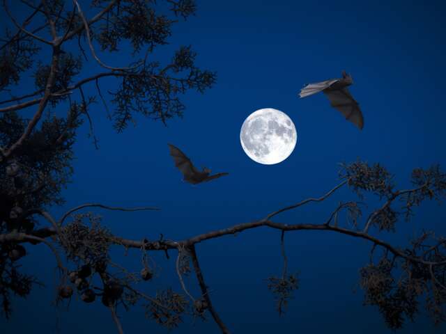 Nuit européenne de la chauve-souris