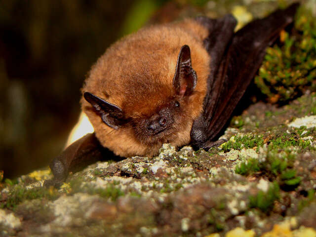 Nuit de la chauve-souris