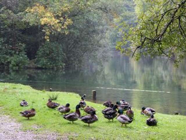 Randonnée guidée - Les oiseaux du Vivier