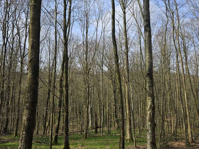 Dans la peau d'un forestier - Expérience de martelage