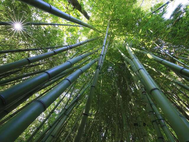 Visite guidée - Jardin jungle