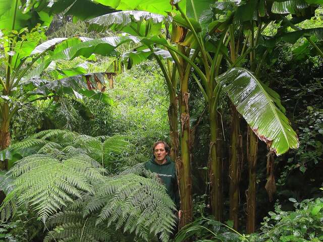 Visite guidée - Jardin jungle