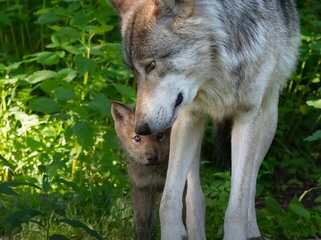 Parc canadien - Visite du Temple des loups