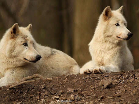 Le Temple des loups