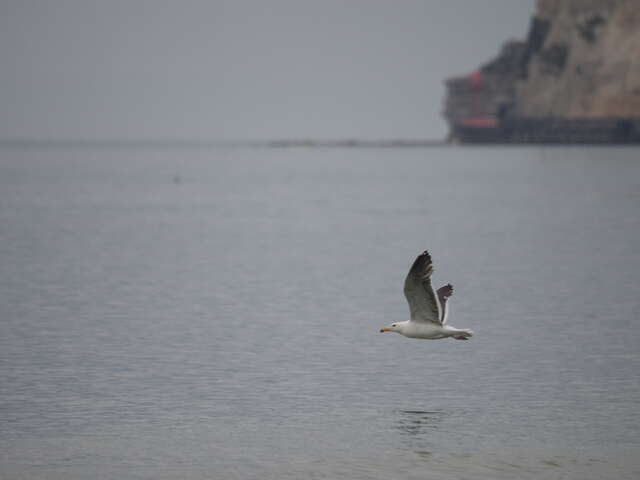 L'hivernage des oiseaux marins au pied de nos falaises