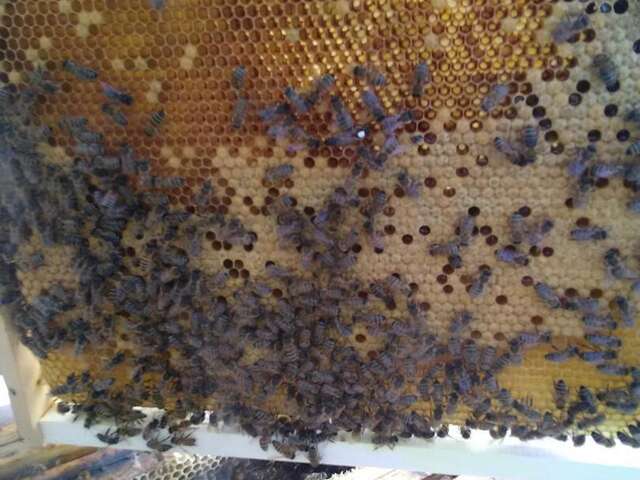 Apiculture Sénécal