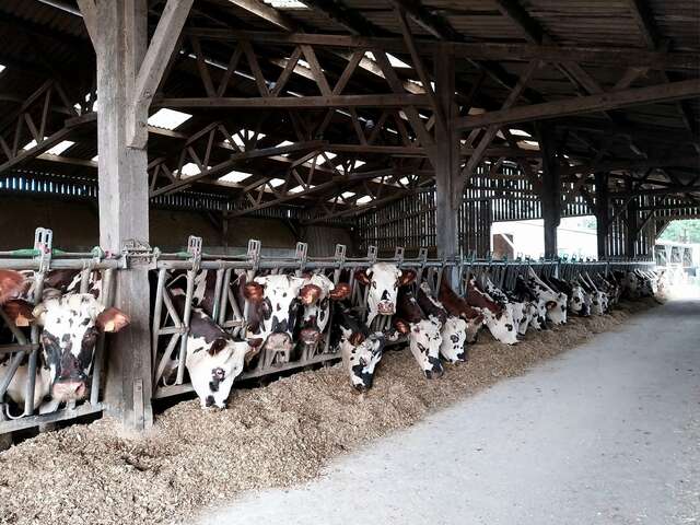 Les Glaces Cow'choises