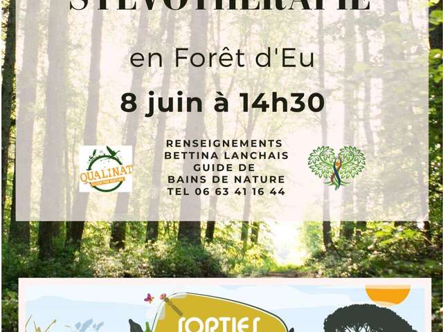 Sylvothérapie : détente et reconnexion en forêt