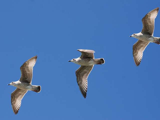 Visite - Les Oiseaux du Port