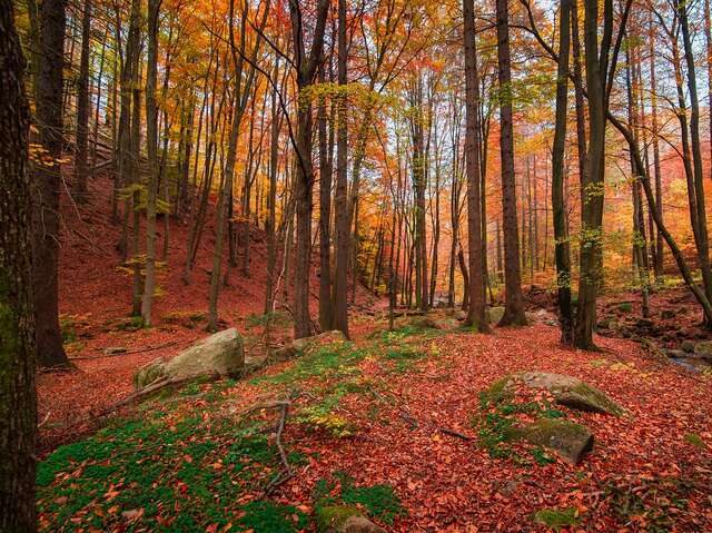 [Balade nature] Les fruits d'automne en Forêt d'Arques