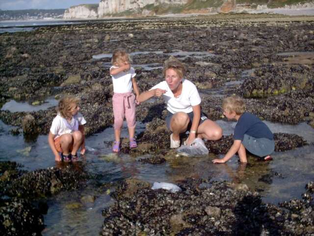 Alyferm - Découvertes des Algues sur l'Estran