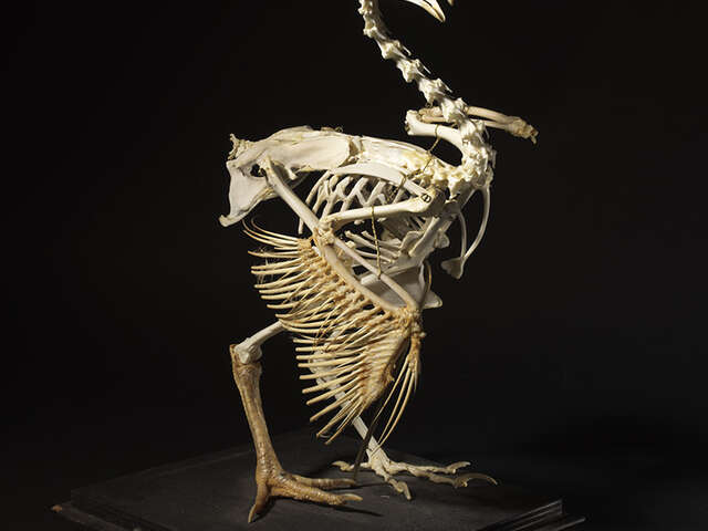 Exposition - Des dinosaures aux oiseaux