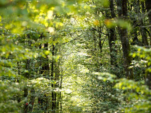 AIRE DE PIQUE-NIQUE - DU  CARREFOUR DU PETIT MAILLEZAIS