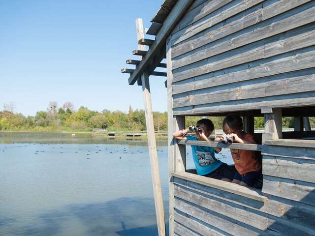 Balade "Les oiseaux du plan d'eau"