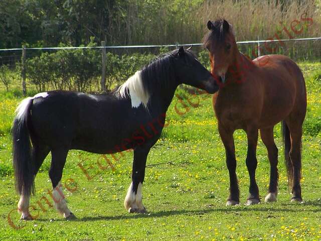 Centre équestre des Égageries