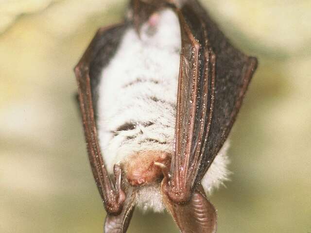 Coteau et prairies des Caforts