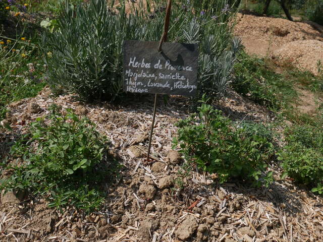 PLANTES DES ALPES MANCELLES