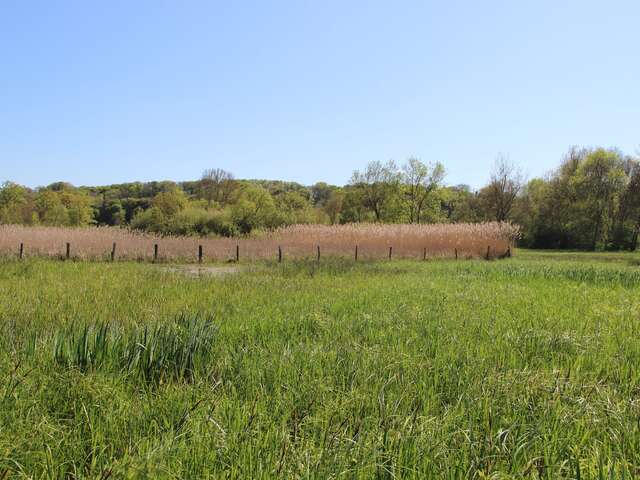 Prairies et roselières des Dureaux