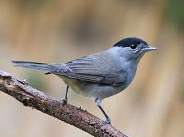 Découverte des oiseaux et de leur chant