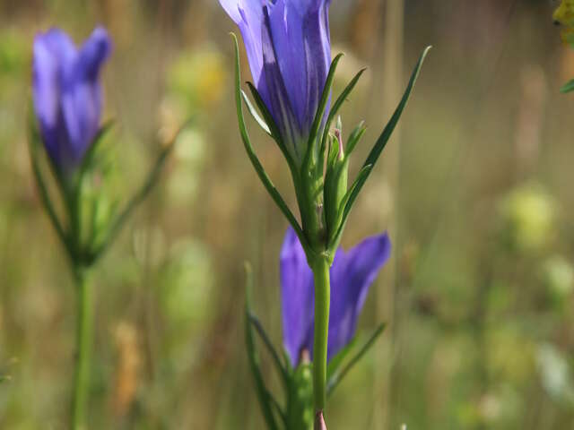 Vallée des Cartes et de la Vésotière
