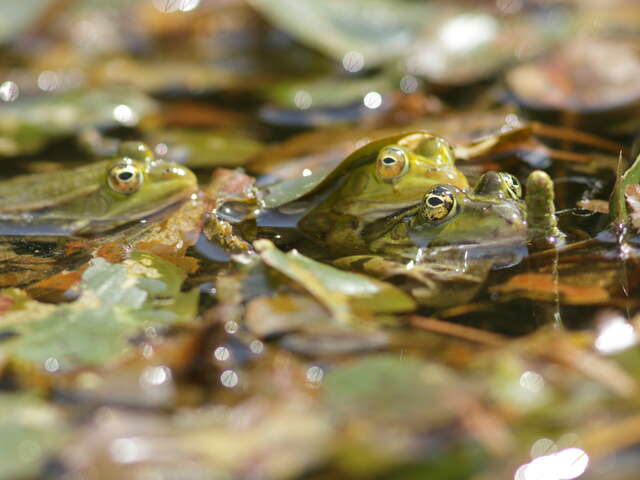 Les trésors cachés des zones humides