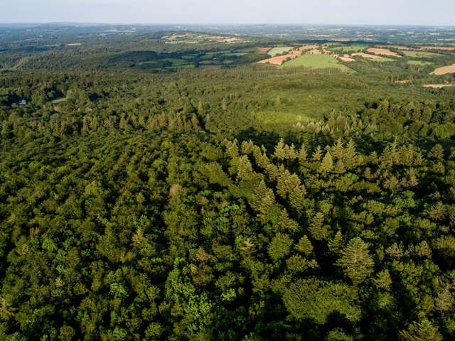 Balade sur le sentier de Job le bûcheron en forêt de Beffou