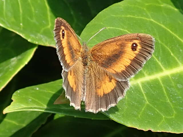 Papillons et autres petites bêtes