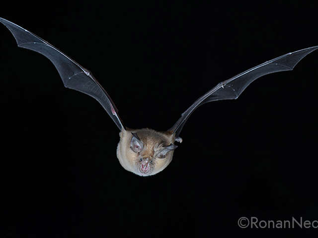 Nuit européenne de la chauve-souris - La magie de la nuit