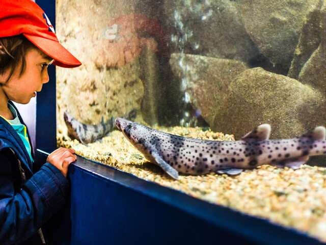 Aquarium Marin de Trégastel