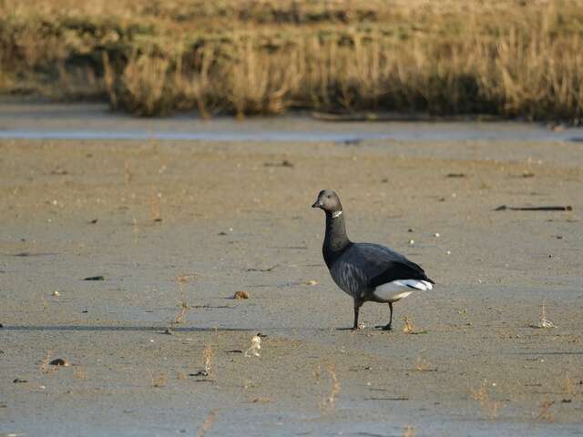 Journée mondiale des zones humides - Les oiseaux migrateurs