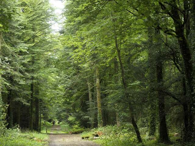 Forêt de Beffou