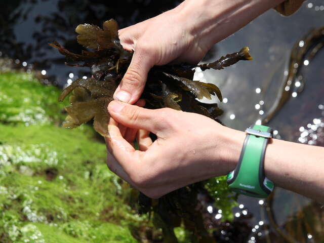 Atelier cueillette & cuisine - Découverte des plantes sauvages et cultivées