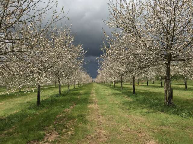Visite du verger et visite de la distillerie